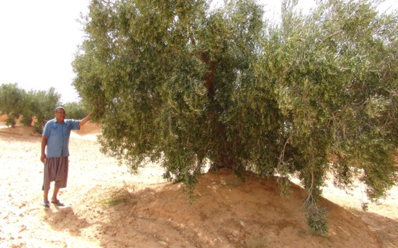 ol4 المعارف والمهارات المرتبطة بشجرة الزيتونة
