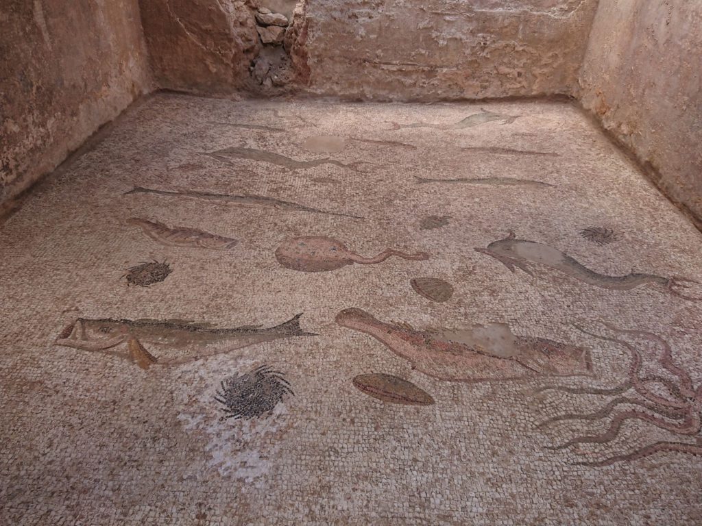 image-eljem-1-1024x768 اكتشافات أثرية بمدينة الجم ومحيطها الأثري والتاريخي